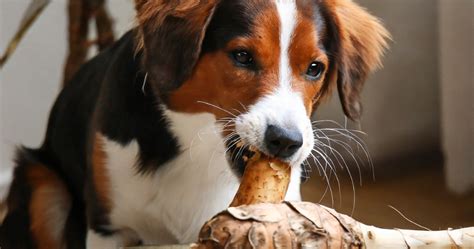 さといも犬の特徴