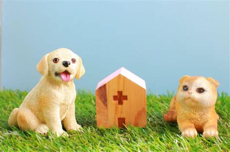 さとう動物病院であなたの大切なペットの健康を守りましょう！