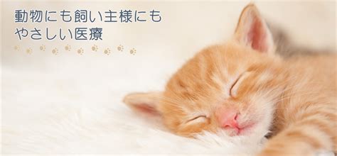 さとう動物病院岩切でペットの健康を守る