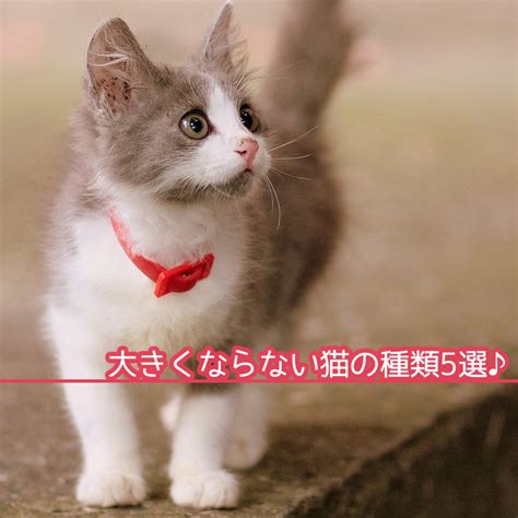 さんま猫: 魅力と飼い方ガイド