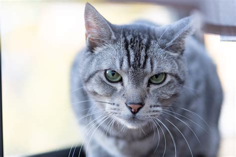 さんま猫の完全ガイド: 個性的な相棒を見つけるためのすべて