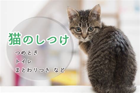 さんま猫：愛らしい魅力と飼い方・しつけのコツ