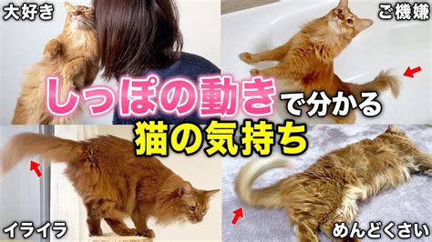 しっぽが伝える猫の気持ち