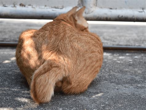 しっぽが短い猫の魅力