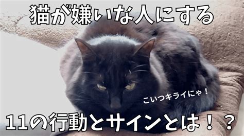 しっぽな猫 知っておきたい魅力とケア