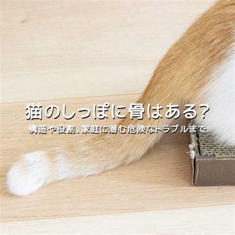 しっぽのある猫を飼うこと：包括的なガイド