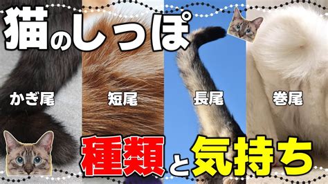 しっぽのない猫の世界: 包括的なガイド