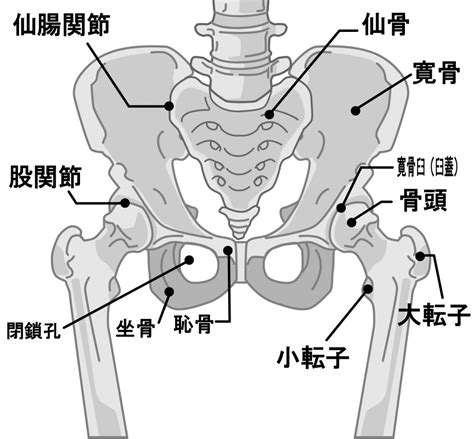 しっぽの付け根の解剖学的構造