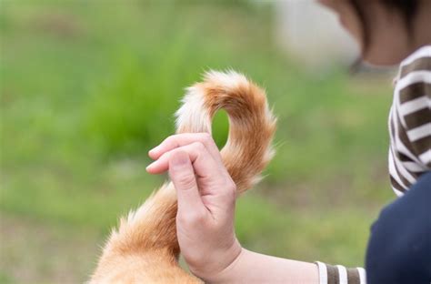 しっぽの付け根の重要性