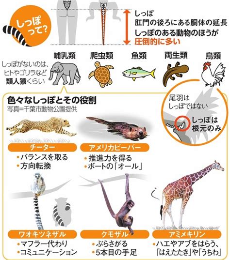 しっぽの役割：動物の不可欠な器官の驚異的な多様性