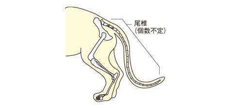 しっぽの役割：多彩で重要な猫の体の器官の探求