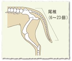 しっぽの構造