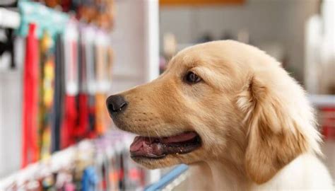 しっぽる ペピィで愛犬との暮らしを豊かにしよう