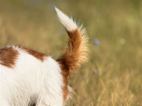 しっぽ 犬：犬の感情を理解するために