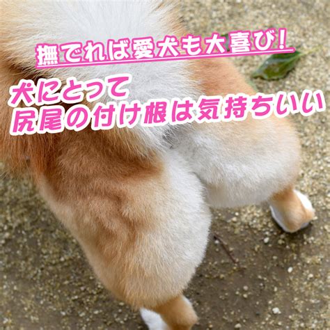 しっポの付け根：愛犬の健康状態を知るための重要な部位