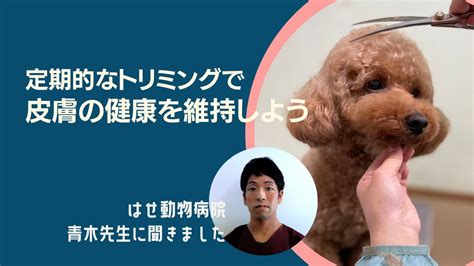 しまなみ動物病院でペットの健康を維持する方法