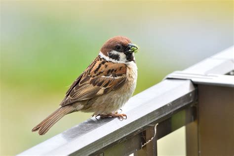 すずめの動物病院で愛鳥の健康を守る