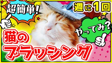 すべての猫好き必見！ネコリ パブリック 広島で愛猫と楽しい時間を過ごそう