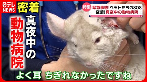 すみれ動物病院：あなたの大切なペットのための包括的なケアガイド