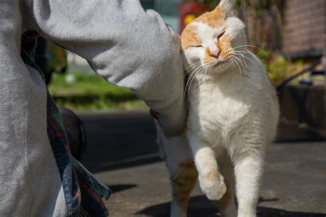 すりすり猫の気持ちと上手な対応方法