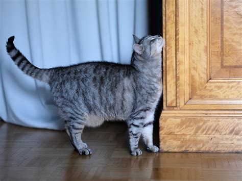 すりすり猫の科学と魅力