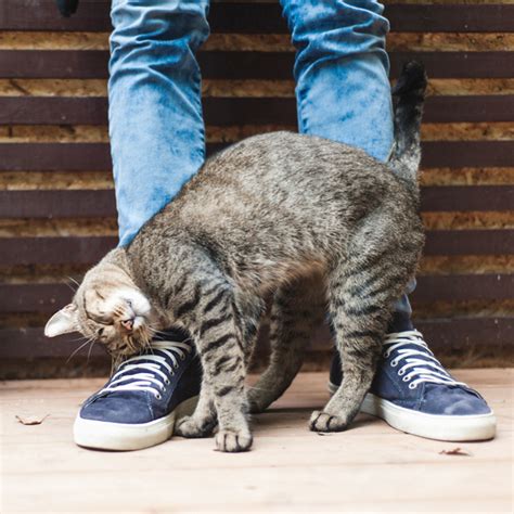 すりすり猫の隠れた魅力と効果