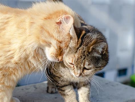 すりすり猫：愛に溢れた行動の秘密と飼い主へのメリット