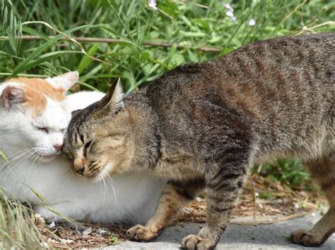 すりすり猫：癒やしと健康の秘密