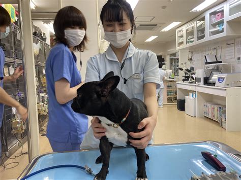 そうむら動物病院であなたのペットを最高の状態に保つ