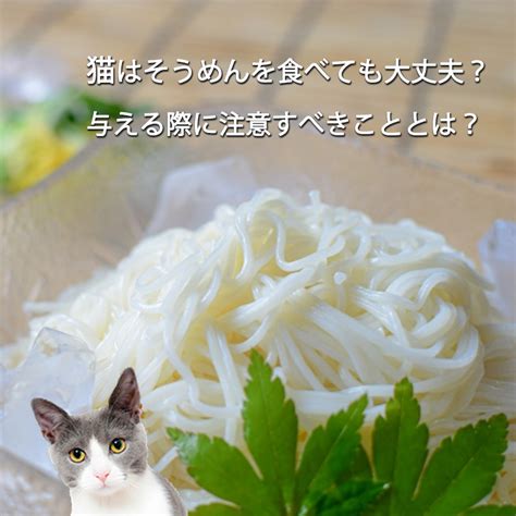 そうめん猫とは