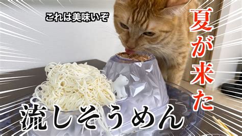 そうめん猫のすべて: あなたの愛猫がそうめんを愛する理由と、安全かつ楽しく与える方法