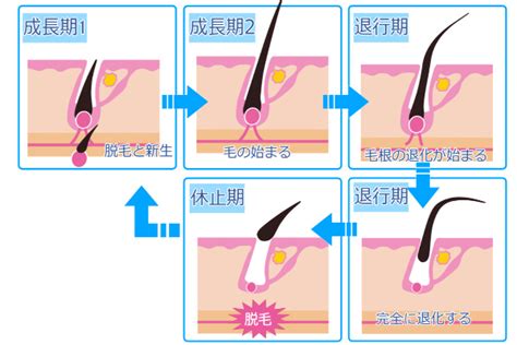 そもそも抜け毛ってなぜ起きるの？