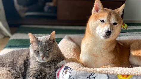 たいよう動物病院であなたのペットに最高のケアを