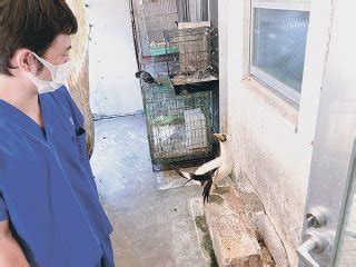 たまよせ動物病院であなたのペットを最善のケアを