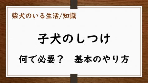 だらしない犬のしつけ方：飼い主に必要な重要なヒントとテクニック