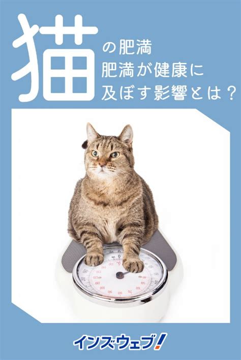 ちゅーるが愛猫の健康に及ぼす影響：塩分への注意