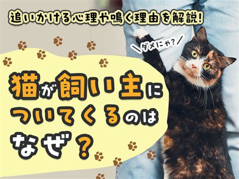 ついてくる猫: なぜ彼らは追いかけてくるのか、そしてそれを止める方法