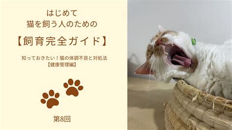 ついてくる猫に対処する完全ガイド