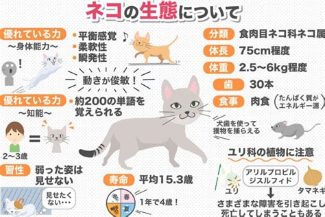 ついてくる猫の生態