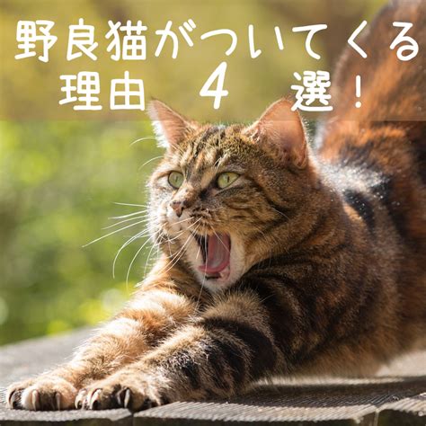 ついてくる猫：理由と対処法