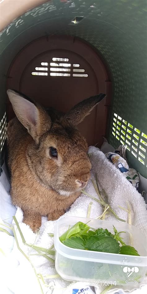 つくばみのぷう動物病院でペットの健康をサポート！