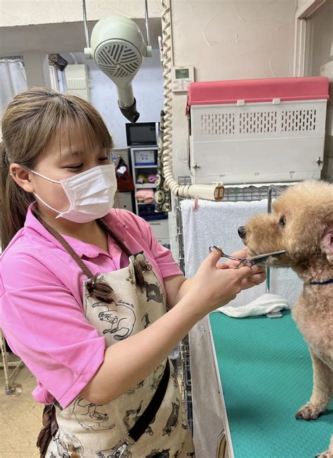 つくば市でペットのトリミングをお探しなら、ここをチェック！