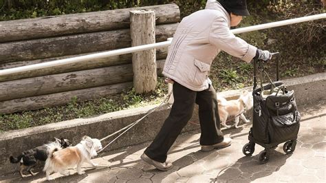 てて犬がもたらす新たなる可能性