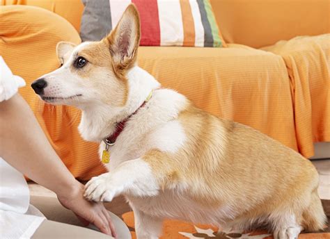 てて 犬: コミュニケーションのコツと魅力