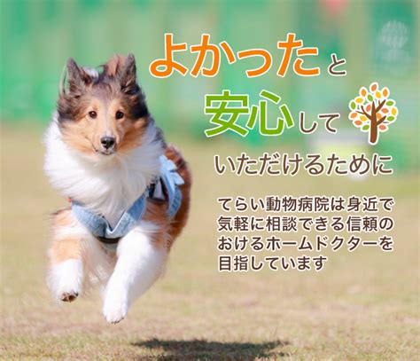 てらい動物病院であなたの大切なペットに最高のケアを