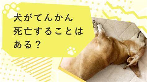 てんかん犬の寿命