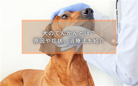 てんかん犬の寿命と健康管理に関する包括ガイド