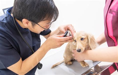 なかもず動物病院の特徴