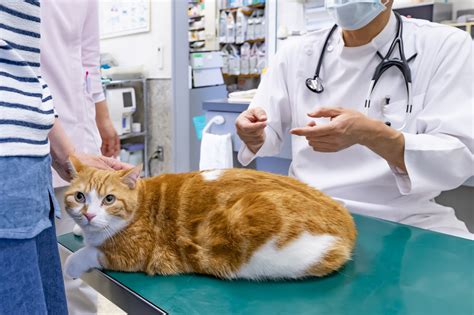 なごみ猫: 心を癒す猫の健康効果と飼い方のコツ