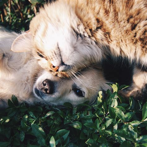 なごみ猫に癒される: 心身の健康と幸福への効果